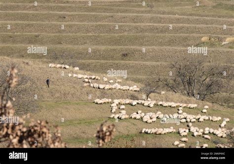  How Has 'The Hungry Shepherd' Endured Throughout History? A Timeless Tale of Greed and Consequences!